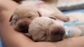 Newborn labrador retriever puppies sleeping peacefully