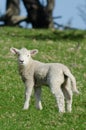 Newborn Lamb Royalty Free Stock Photo