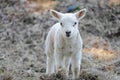 Newborn lamb Royalty Free Stock Photo