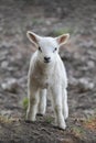 Newborn lamb Royalty Free Stock Photo