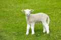 Sheep at Abbotsbury Swannery in Dorset