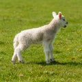 Newborn lamb bleating on meadow Royalty Free Stock Photo