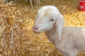 Newborn Lamb Close up Royalty Free Stock Photo