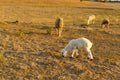 a newborn lamb is grazing, a white ewe lamb, a white lamb is grazing in the field
