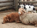 Newborn Lamb happy young Ireland in green field sheep lamb Royalty Free Stock Photo