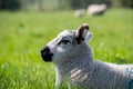 Newborn lambs laying on grass in the shade, hiding from the hot April sunshine Royalty Free Stock Photo