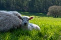 Newborn lambs laying on grass in the shade, hiding from the hot April sunshine Royalty Free Stock Photo