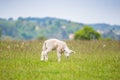 Newborn lamb in lush green meadow in Spring Time. Royalty Free Stock Photo