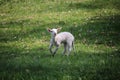 Newborn lamb on a meadow