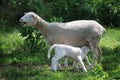 Newborn lamb and mother sheep on a meadow, and hundred year old oak trees Royalty Free Stock Photo