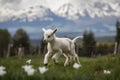 Newborn lamb running on meadow with snow capped mountains in background