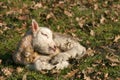 Newborn lamb sleeping