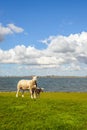 Newborn lamb standing in the shade of its mother sheep