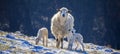 newborn lambs on a farm - close up - early spring