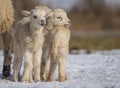 Newborn lambs on a farm - close up - early spring Royalty Free Stock Photo