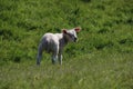 Newborn lambs in the grass along the dike during the spring in the Netherlands Royalty Free Stock Photo