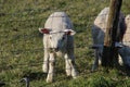 Newborn lambs in the grass along the dike during the spring in the Netherlands Royalty Free Stock Photo