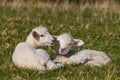 Newborn lambs on grass