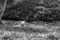 Newborn lambs hiding in the shade, resting in a grass meadow Royalty Free Stock Photo