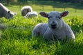 Newborn lambs laying on grass in the shade, hiding from the hot April sunshine Royalty Free Stock Photo