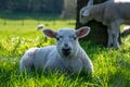 Newborn lambs laying on grass in the shade, hiding from the hot April sunshine Royalty Free Stock Photo