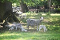 Newborn lambs and mother sheep, hundred years old oak trees as a background Royalty Free Stock Photo