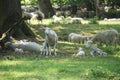 Newborn lambs and mother sheep, hundred years old oak trees as a background Royalty Free Stock Photo