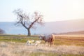 Newborn lambs with sheep grazing on a green meadow Royalty Free Stock Photo