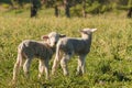 Newborn lambs standing on meadow Royalty Free Stock Photo