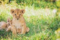 Newborn lion cubs are cuddling in the grass.