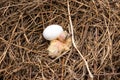 A newborn little bird with egg in dried hay bird nest. Royalty Free Stock Photo