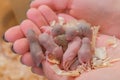 Newborn little blind mice in woman`s hands. Close-up woman`s hands.