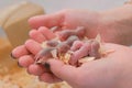 Newborn little blind mice in woman`s hands. Close-up woman`s hands.