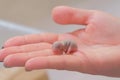 Newborn little blind mouse in woman`s hand. Close-up woman`s hand.