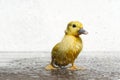 NewBorn little Cute wet duckling under rain drops. Raining wather concept