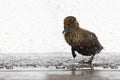 NewBorn little Cute wet duckling under rain drops. Raining wather concept