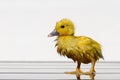 NewBorn little Cute wet duckling under rain drops. Raining wather concept