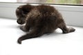 A newborn little fluffy chocolate kitten sits on a white window sill with its tail first. Pets: Cats