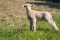 Newborn little lamb standing in paddock and bleating Royalty Free Stock Photo