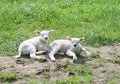 Two newborn little lambs in Flevoland, Noordoostpolder, Netherlands