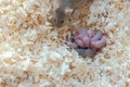 Newborn little mice are blind with their mom in the nest.