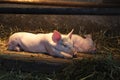 Newborn little perky pink cute pig lies stretched out next to a sleeping pig in a stable under a warm lamp