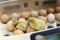 Newborn little yellow chicken in incubator Royalty Free Stock Photo