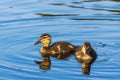 Newborn Mallard ducklings Royalty Free Stock Photo