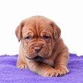Newborn mastiff puppy Royalty Free Stock Photo