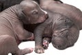 Newborn Mexican xoloitzcuintle puppies