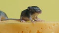 Newborn mice crawl on cheese. Close-up view. Rodents, mouse, pests concept.