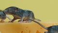 Newborn mice crawl on cheese. Close-up view. Rodents, mouse, pests concept.