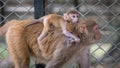 Newborn Baby Monkey Riding on Mother's Back Royalty Free Stock Photo