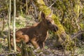 Newborn moose calf in the forest Royalty Free Stock Photo